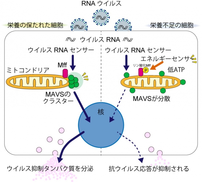 ウイルス感染時の応答を制御するミトコンドリアの新しい機能を発見